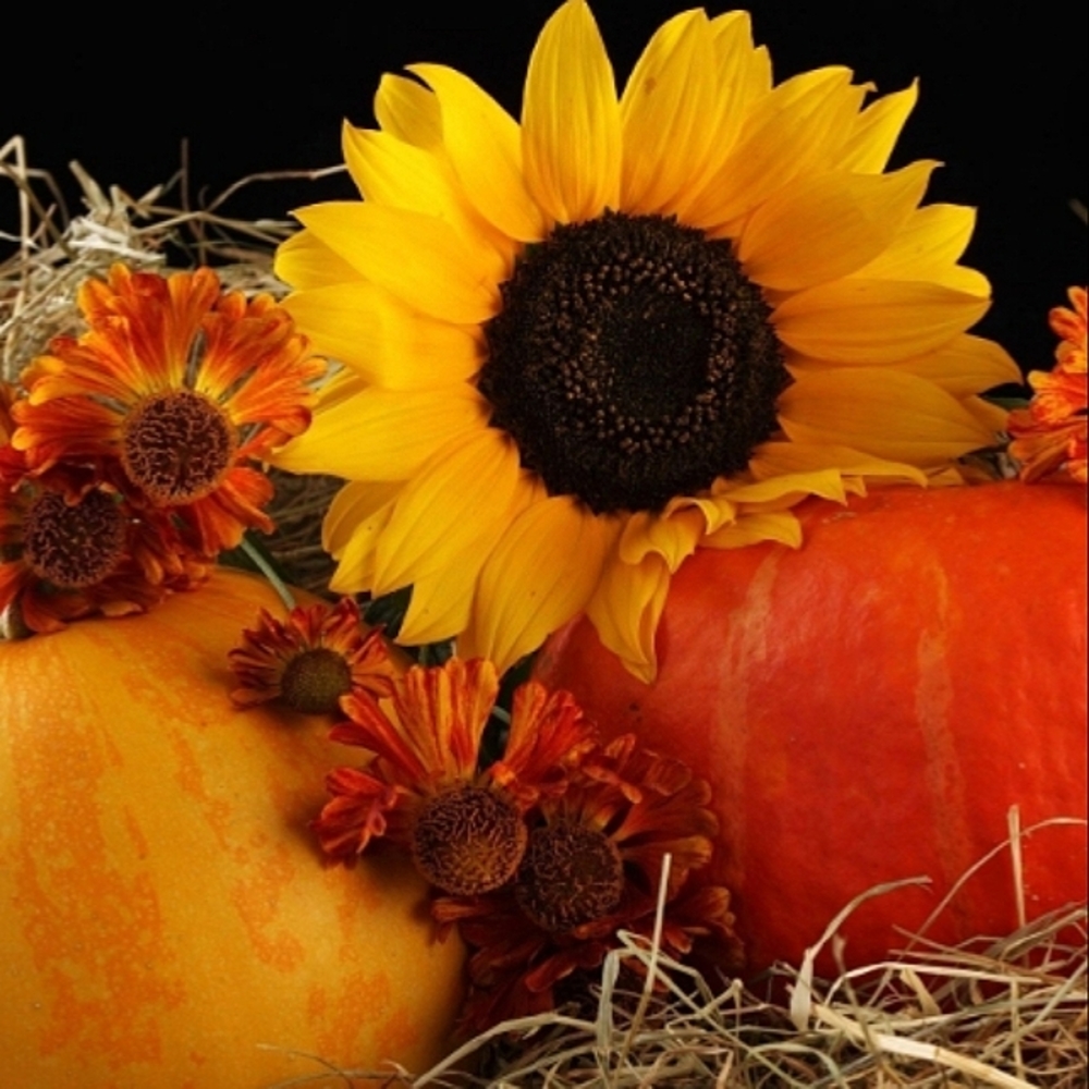 🌻🧡OFFER INFO🧡🌻🧡IMPT INFO ⬇️BELOW⬇️🧡PLEASE READ🧡FALL'S ON IT'S WAY! - Picture 3 of 15